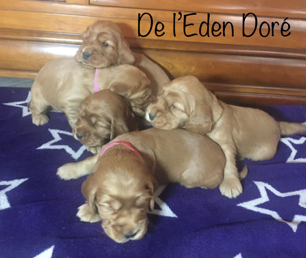 De L’Eden Doré - Cocker Spaniel Anglais - Portée née le 28/10/2018